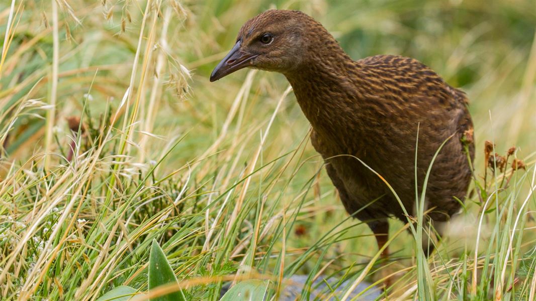 Western weka.