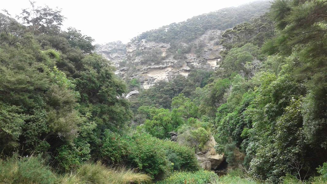 Scrub with a clay hill behind it. 