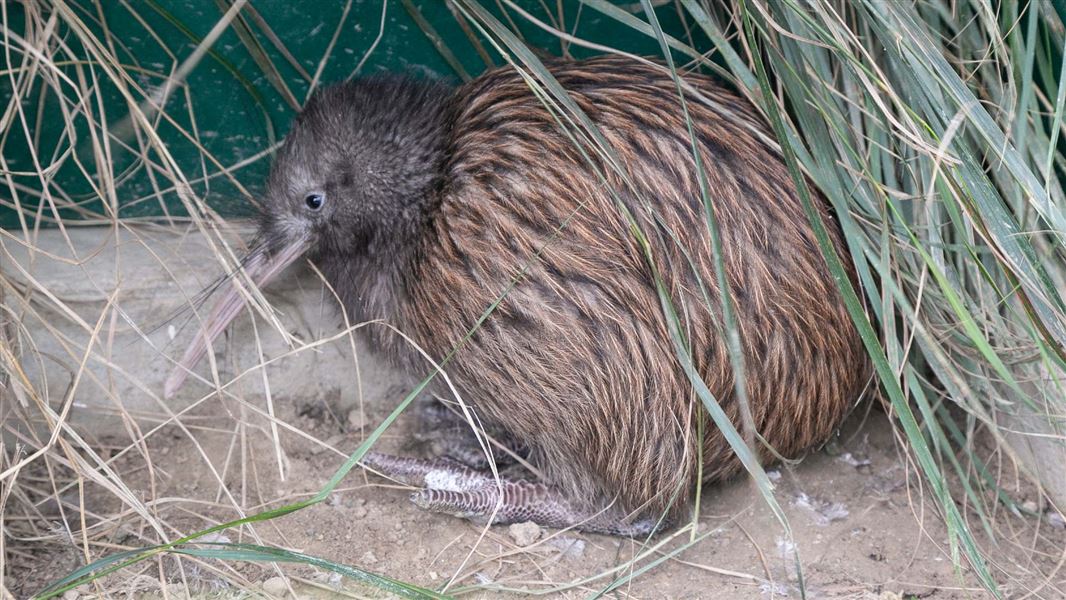 A close up of a small kiwi hiding in the grass.