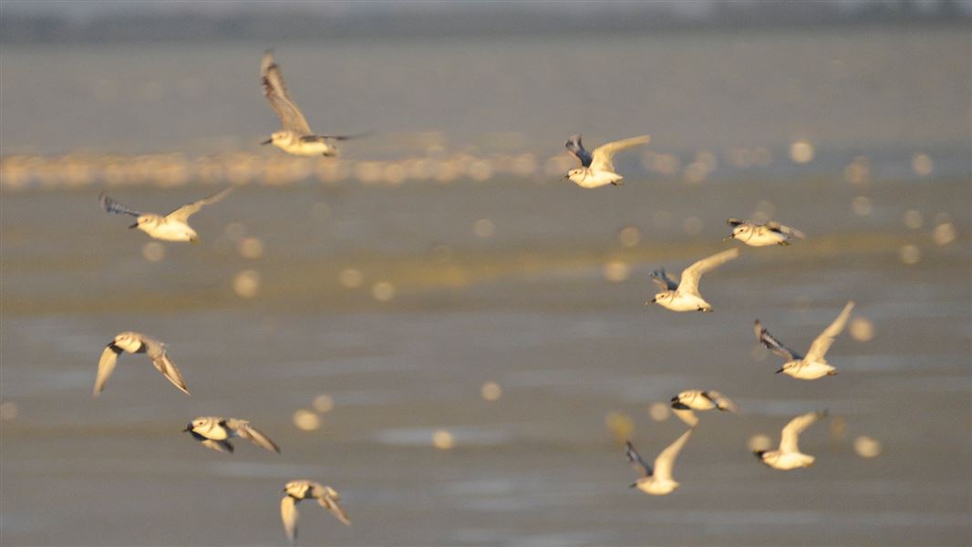 Migratory wading birds.