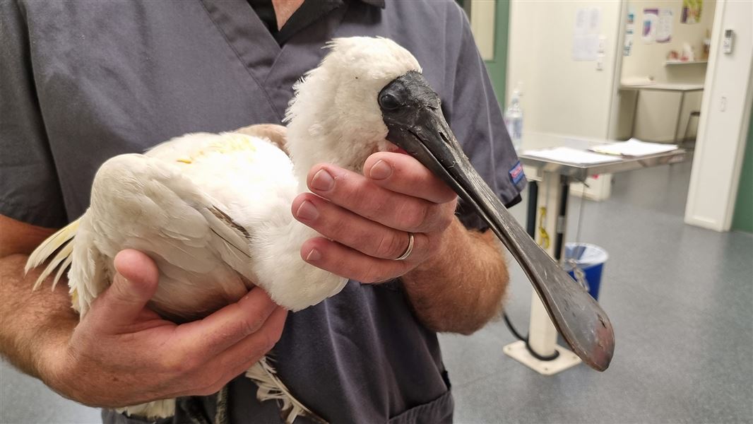 Spoonbill which was harmed and subsequently euthanised.