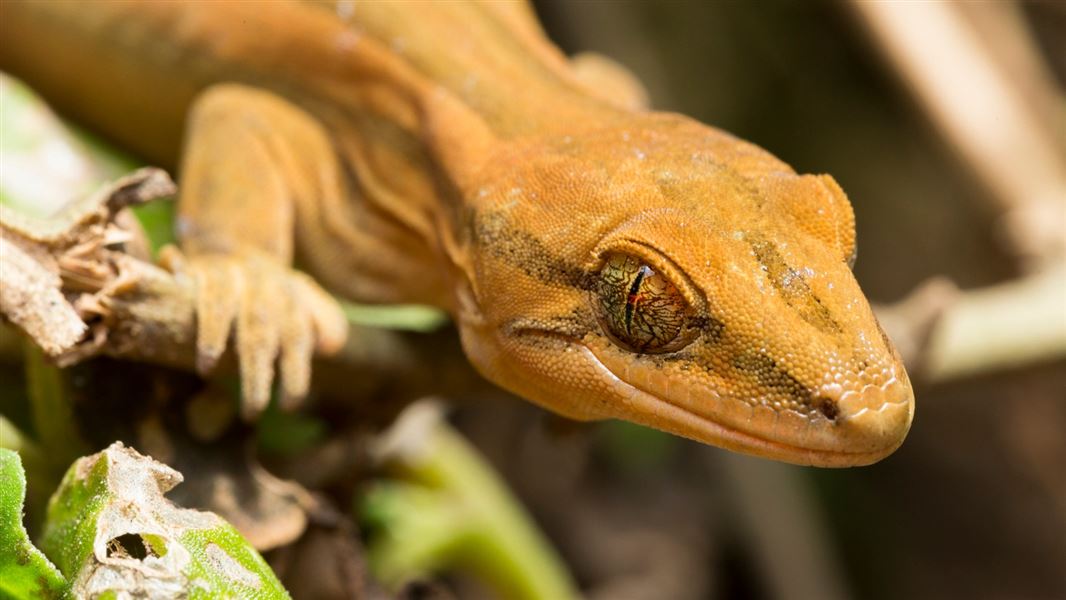 Close up of an orange coloured striped gecko on a twig.