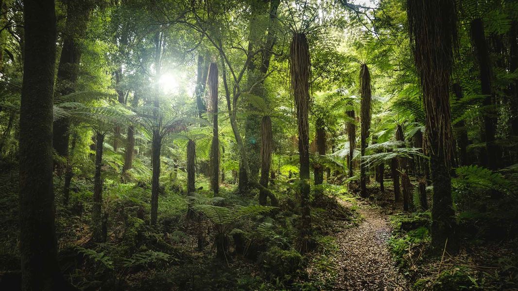 Whirinaki Track. 