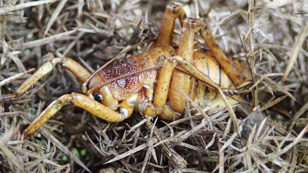 Mahoenui giant wētā. 