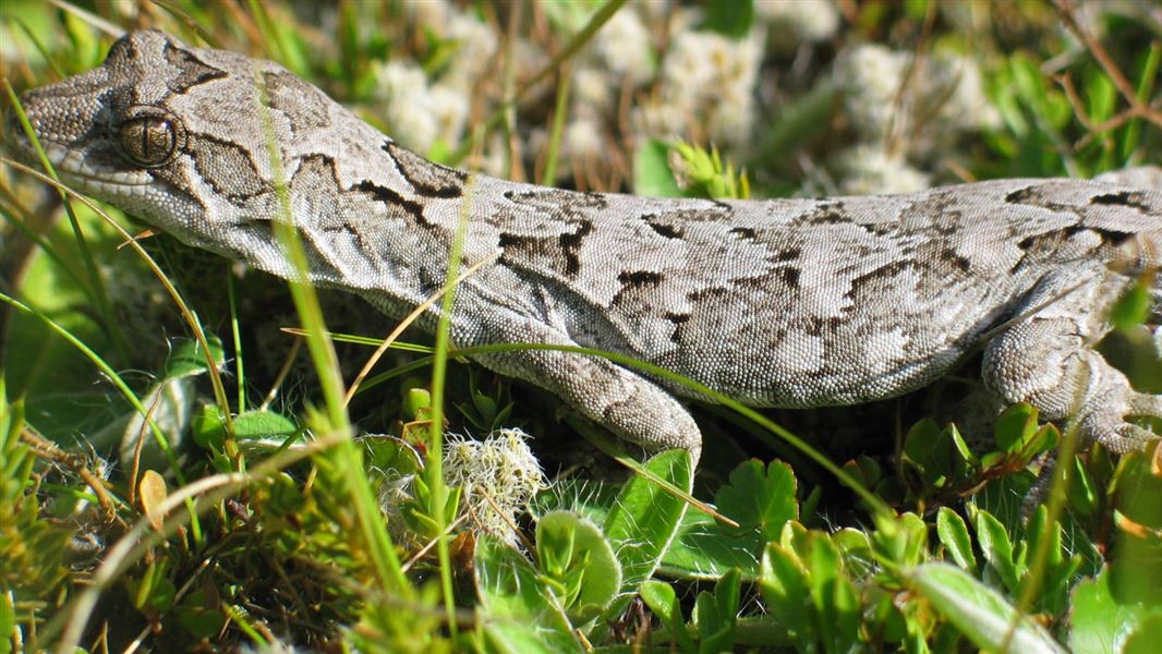 Cupola basin gecko. 