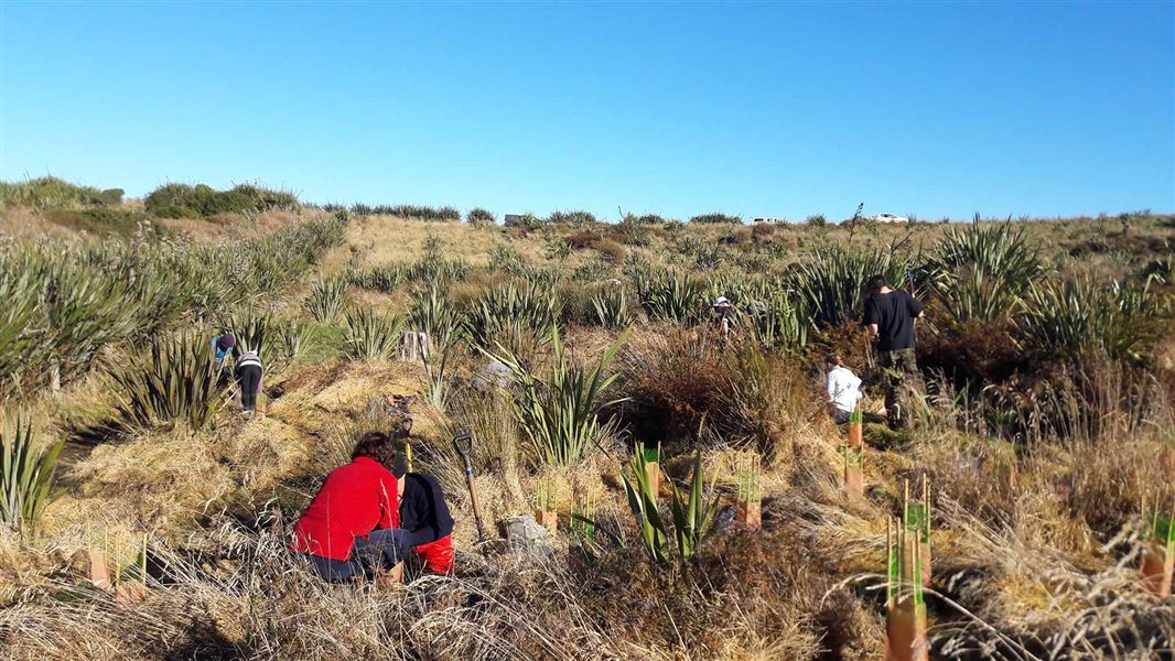 Volunteers plant trees on a hillside.