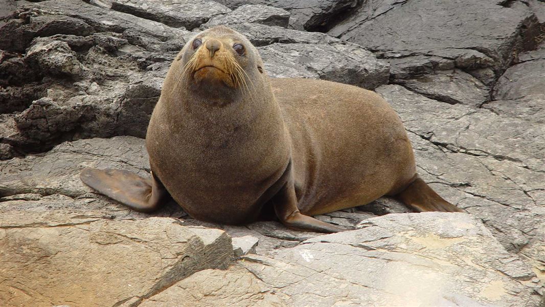 NZ fur seal on rock. 