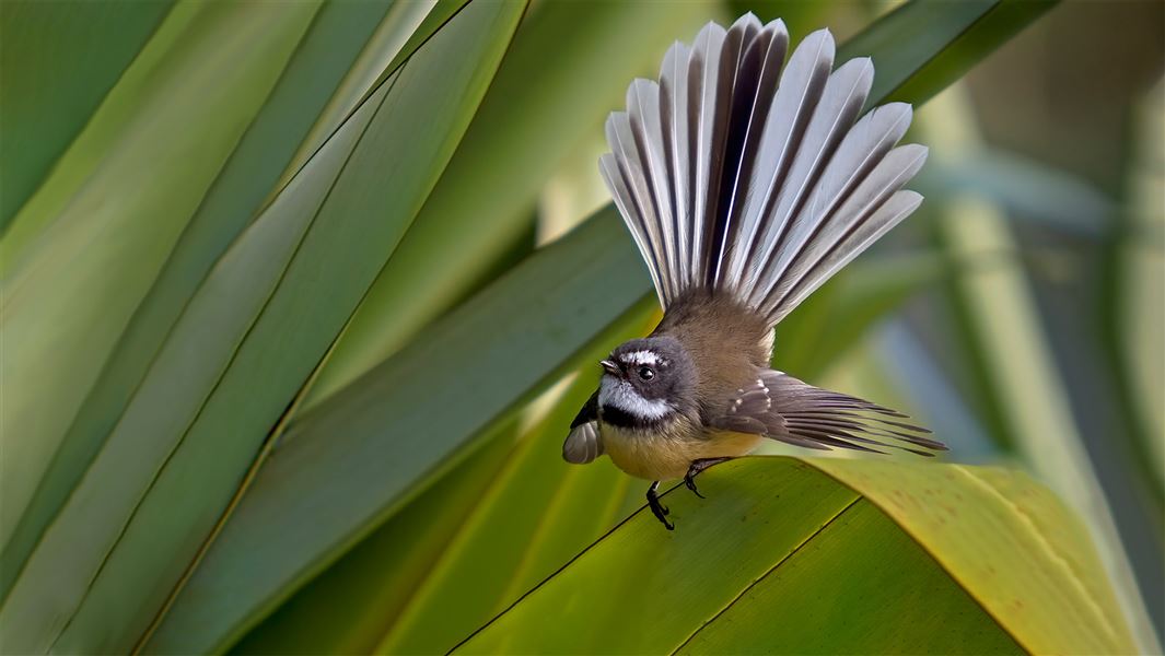 A fantail with it's tail spread perched on a flax leaf.