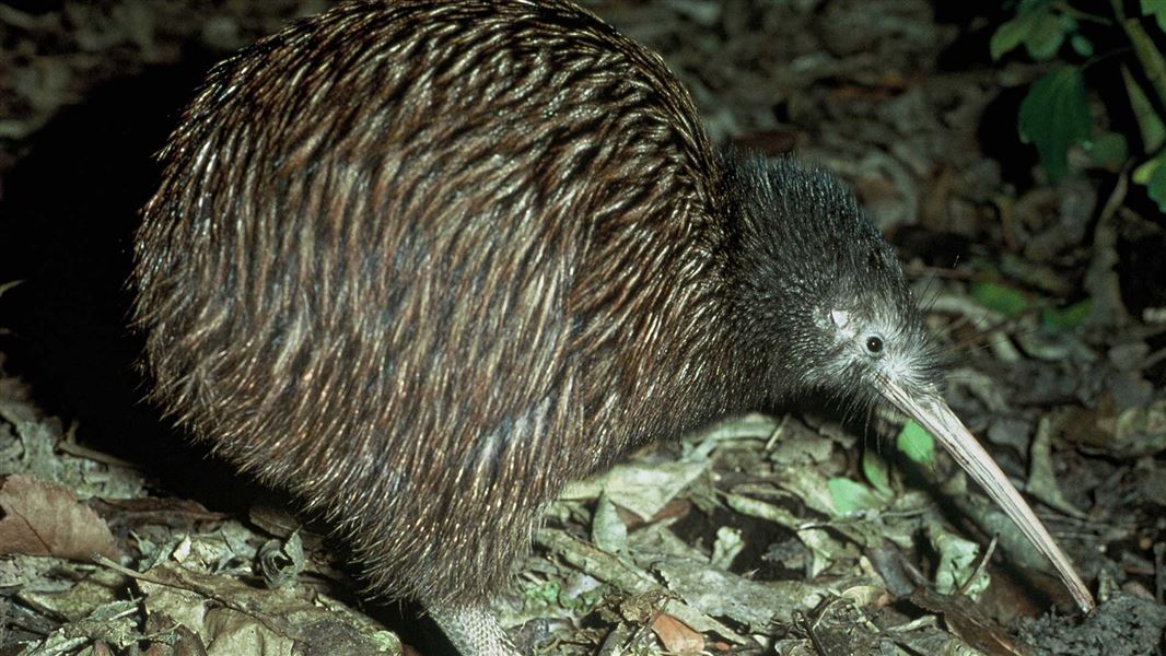 North Island brown kiwi. 