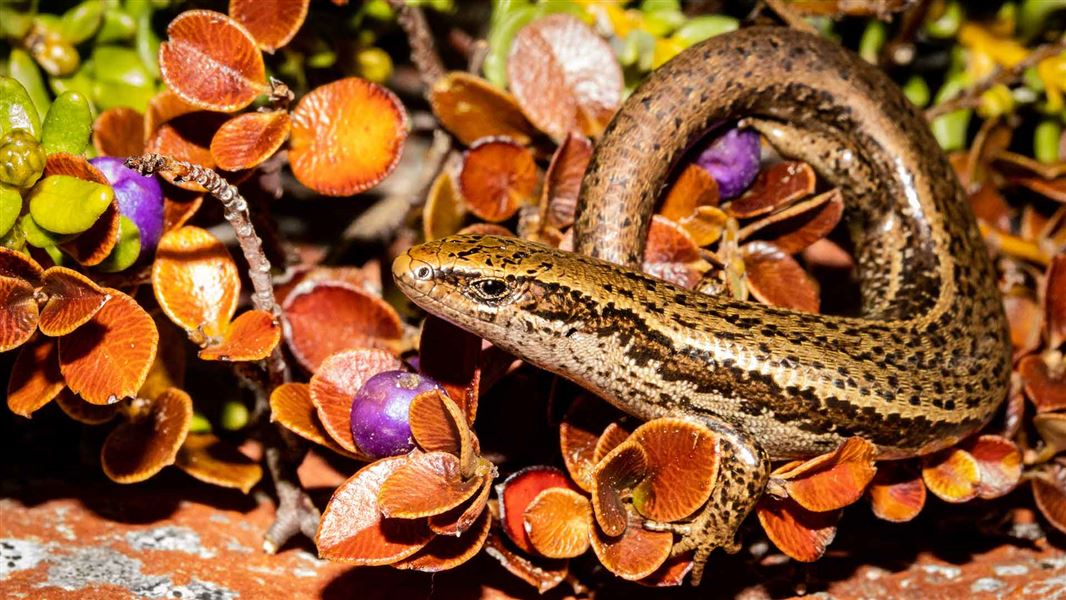 Oteake skink.