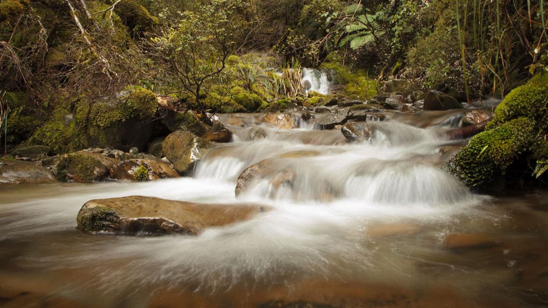 Creek along the Garden Gully Track.