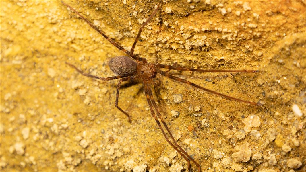 Nelson Cave spider 