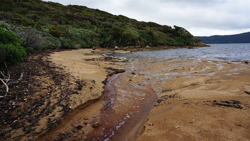 Ulva Island/Te Wharawhara Marine Reserve. 