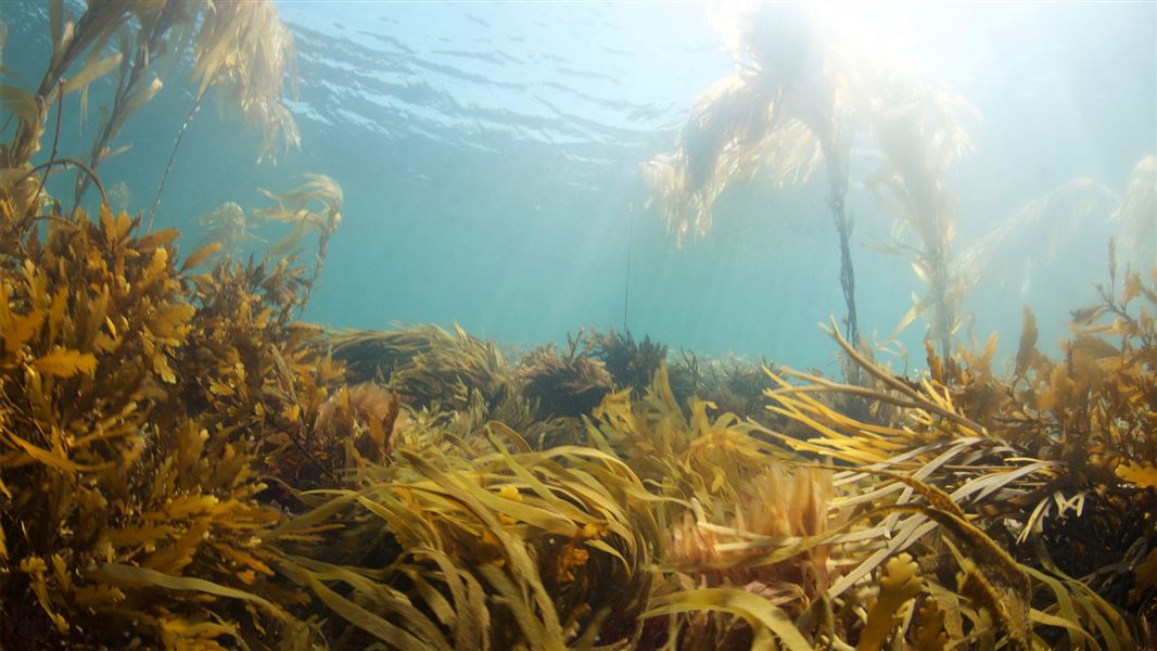 Different varieties of seaweed underwater. 