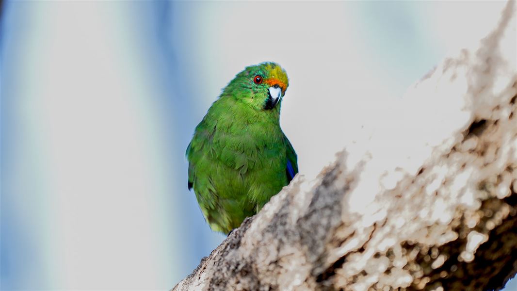 Bright green kākāriki karaka on a branch with blurred blue and white background.