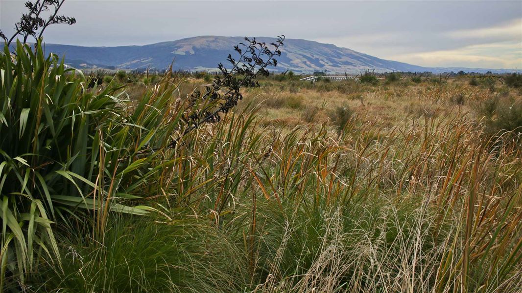 Titri wetlands area