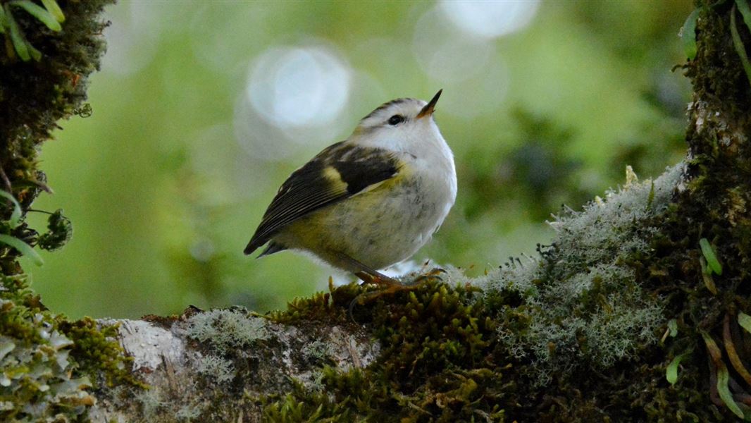 Close up of a rifleman looking up, perched on a thick branch. 