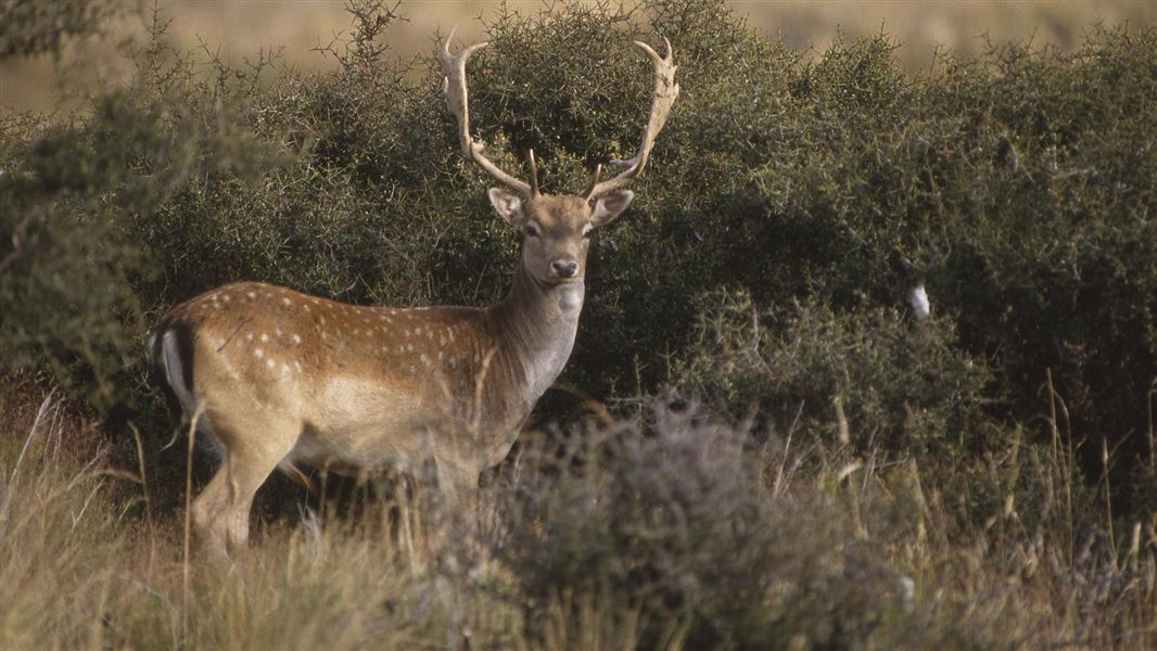 Fallow deer. 