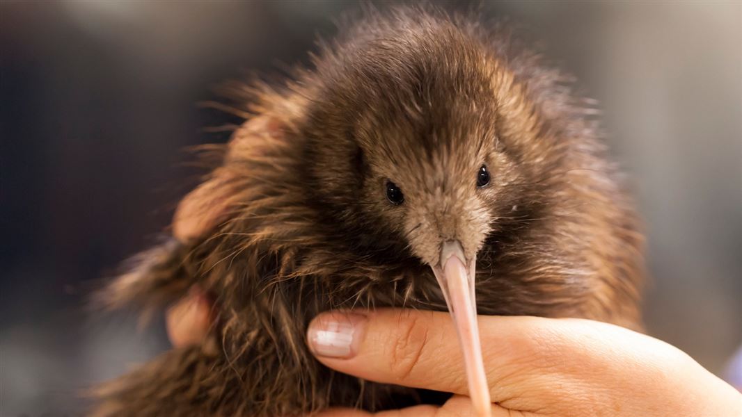 A kiwi encounter