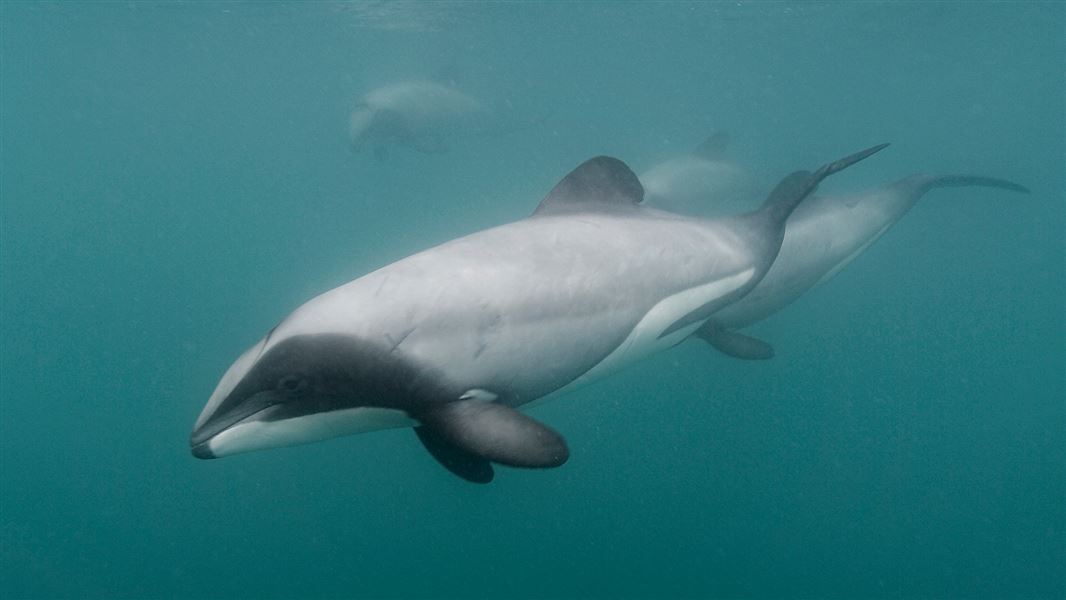 Two Hector's dolphins cuts through the water.