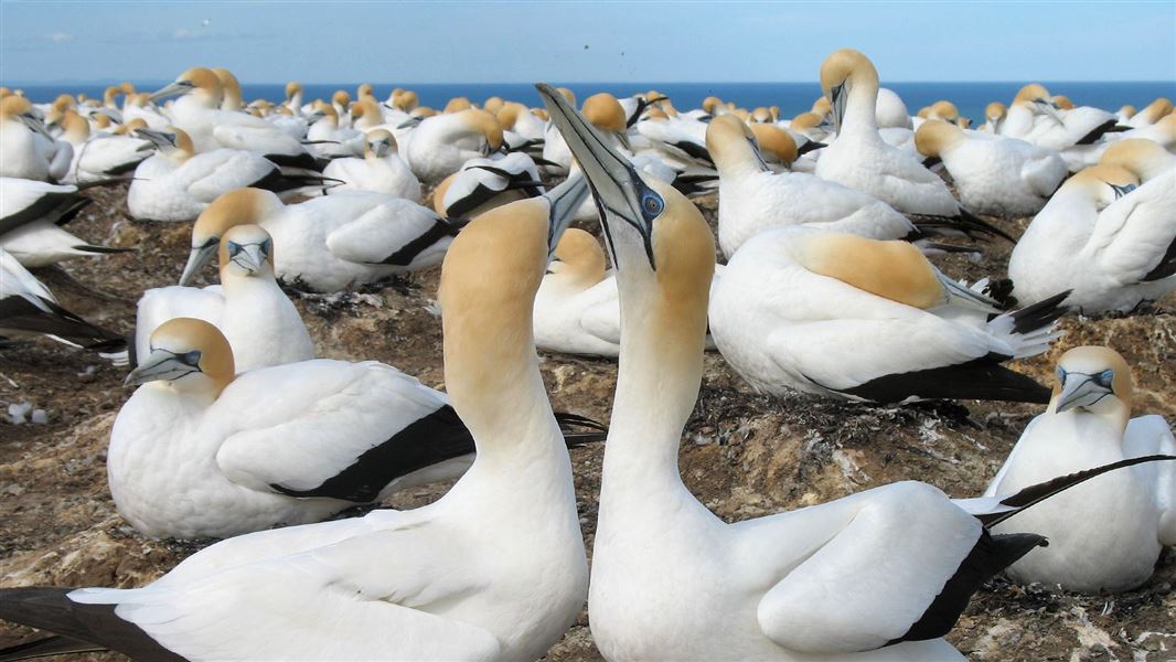 Australasian gannet colony. 