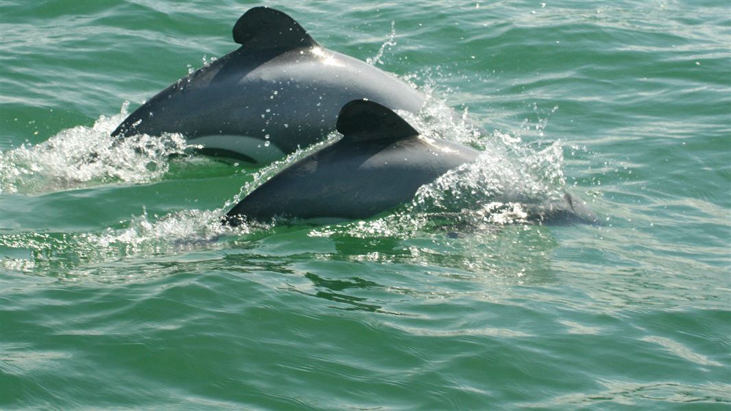 Māui dolphins. 