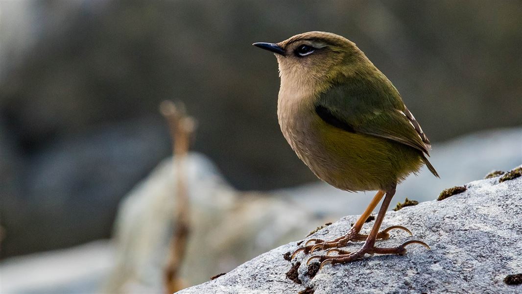 Close up of a rock wren/pīwauwau, Perth River standing  on a  moss speckled rock.