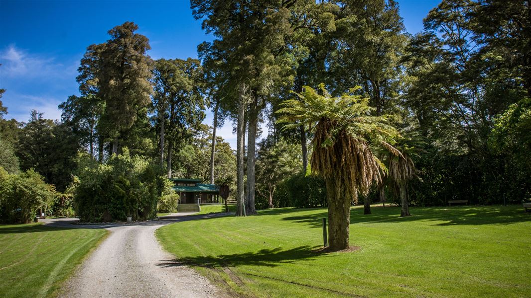 Gravel driveway in grassy area with tall trees.