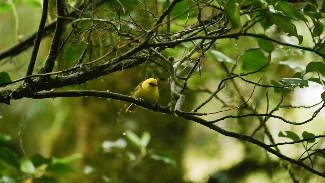 A bird with a bright yellow head sits on a branch in the forest.