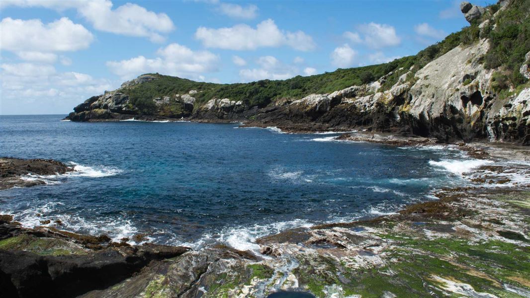 Nogs Folly, Chatham Islands.