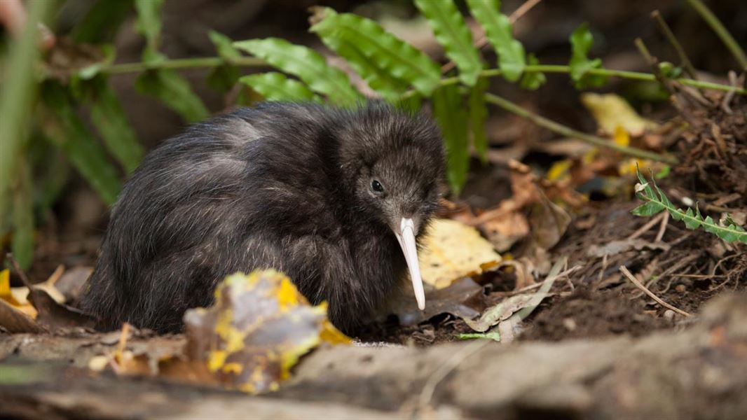 North island brown kiwi. 