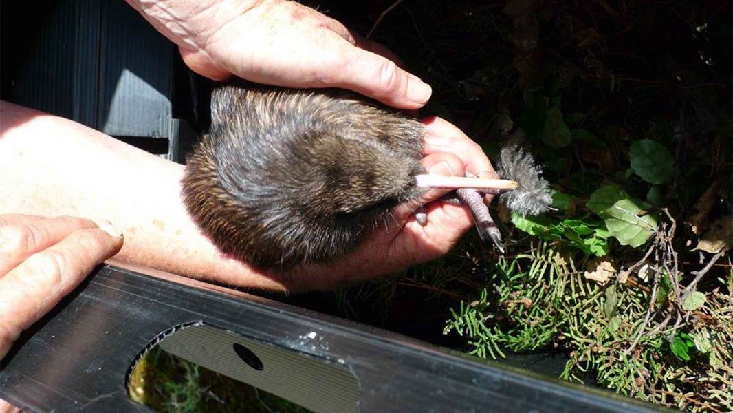 A North Island Brown Kiwi being taken out of a box