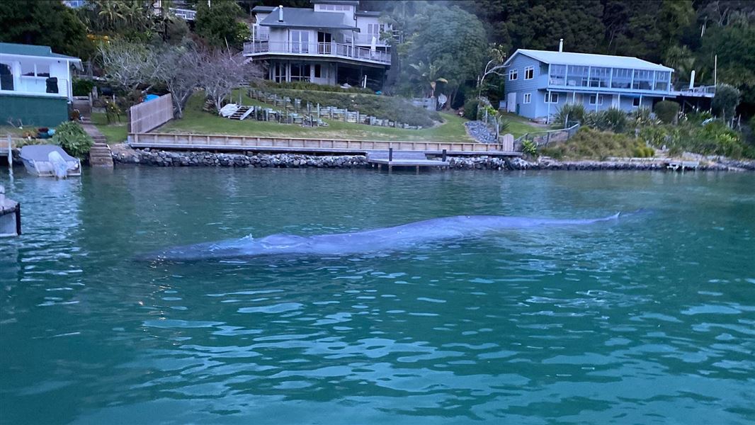 Juvenile pygmy blue whale off Kawau Island.