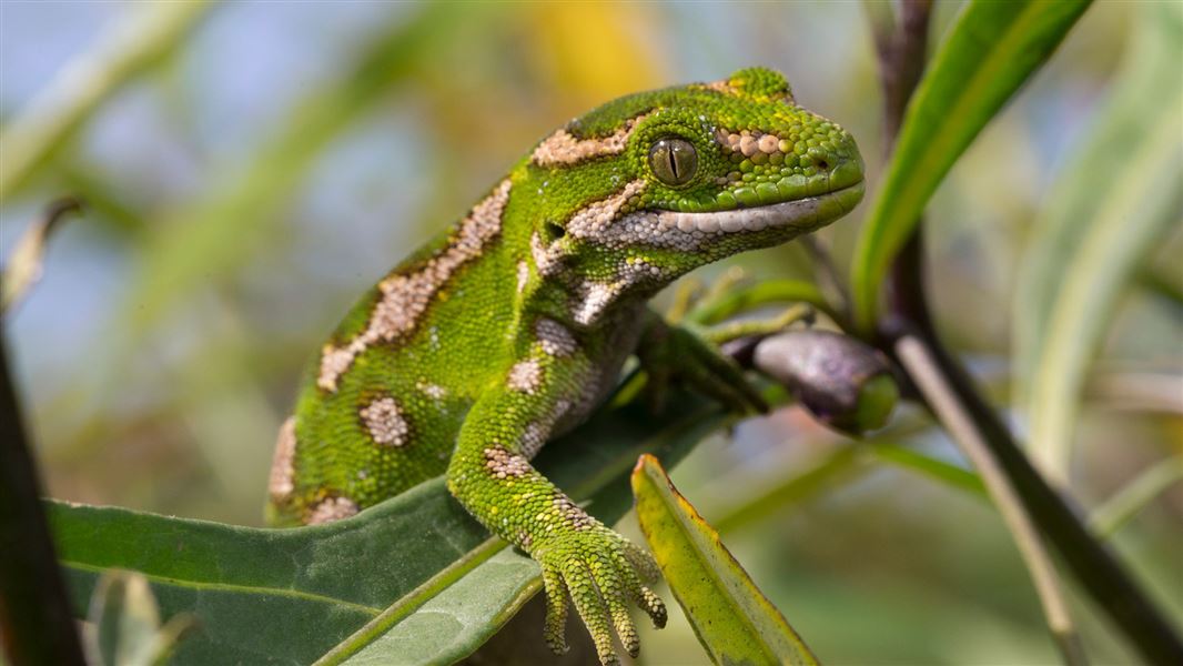 A close up of a gecko climbing luscious green leaves.