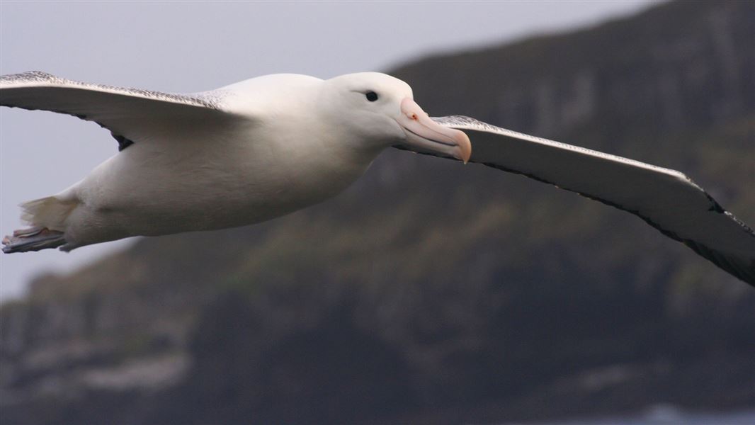 A royal Albatross in flight.