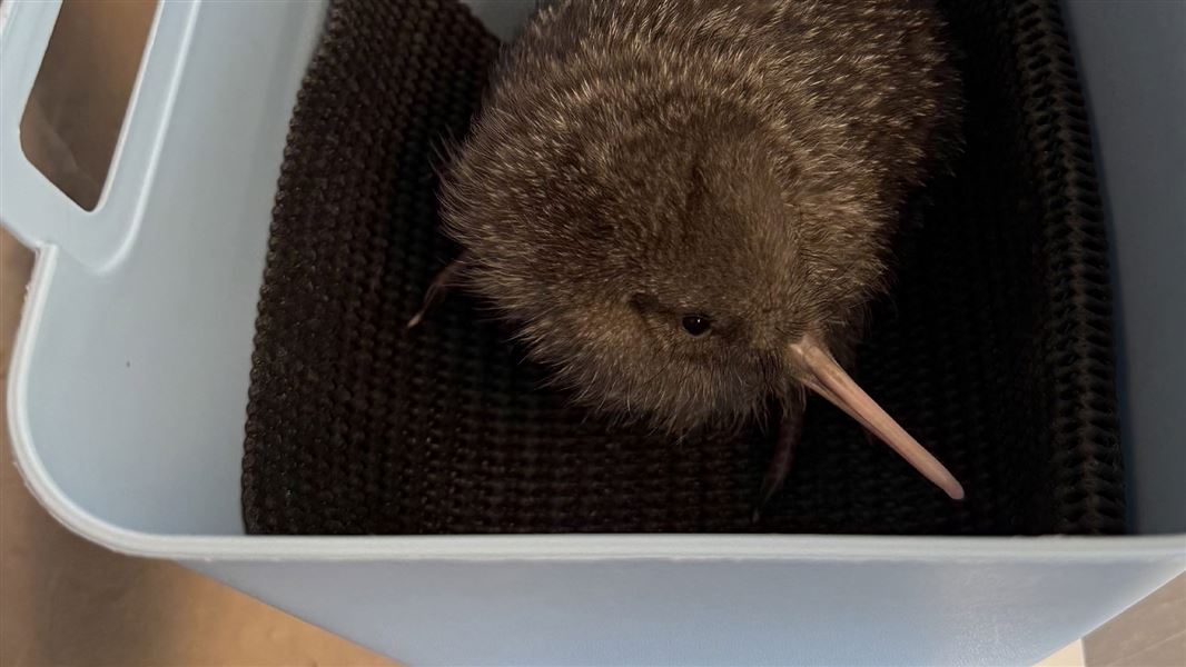 A small kiwi sitting in a white plastic tub to be weighed. 