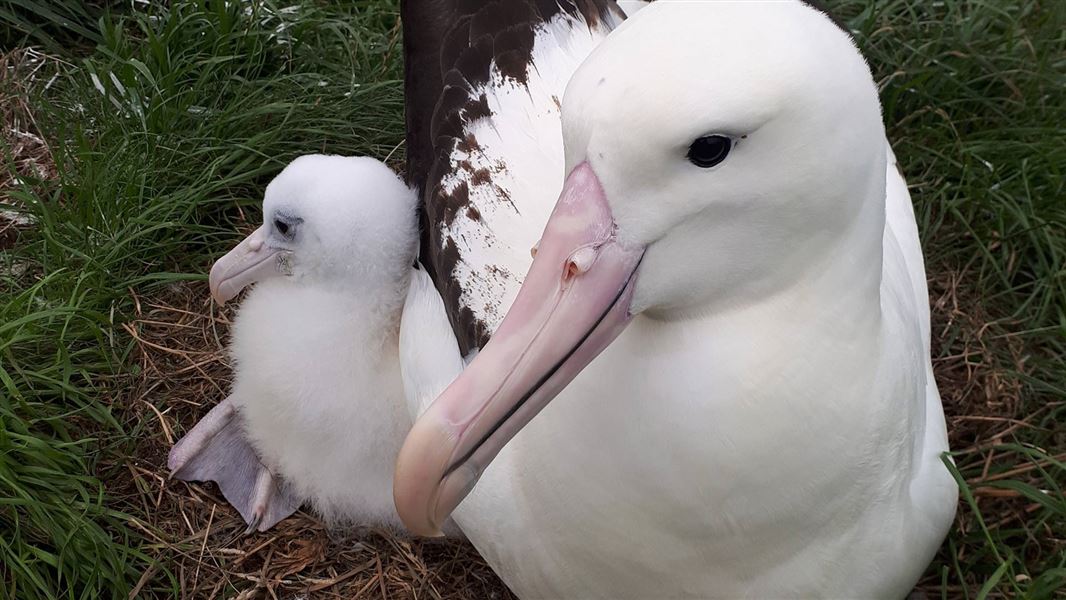 Albatross and chick. 