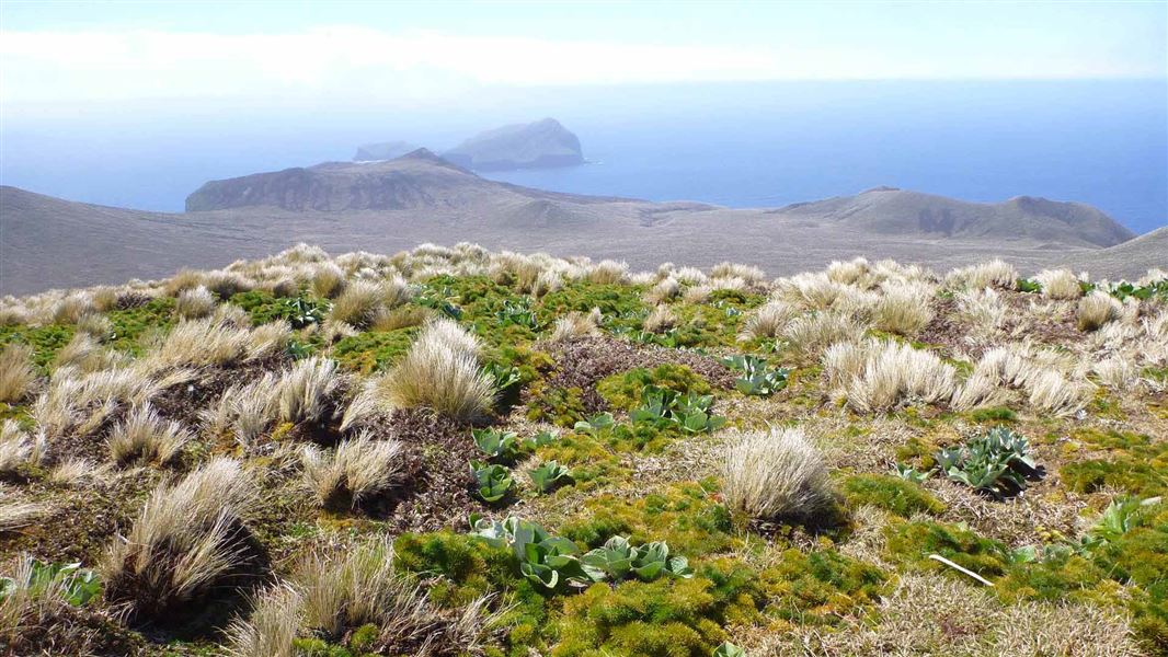 View from Antipodes Island