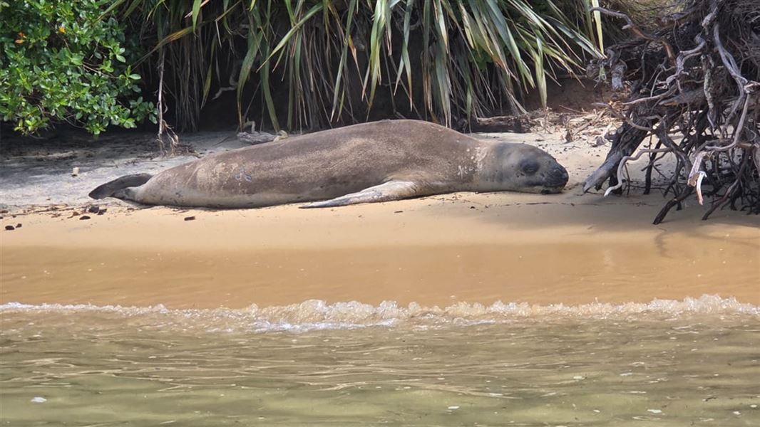 Leopard seal Abel Tasman. 