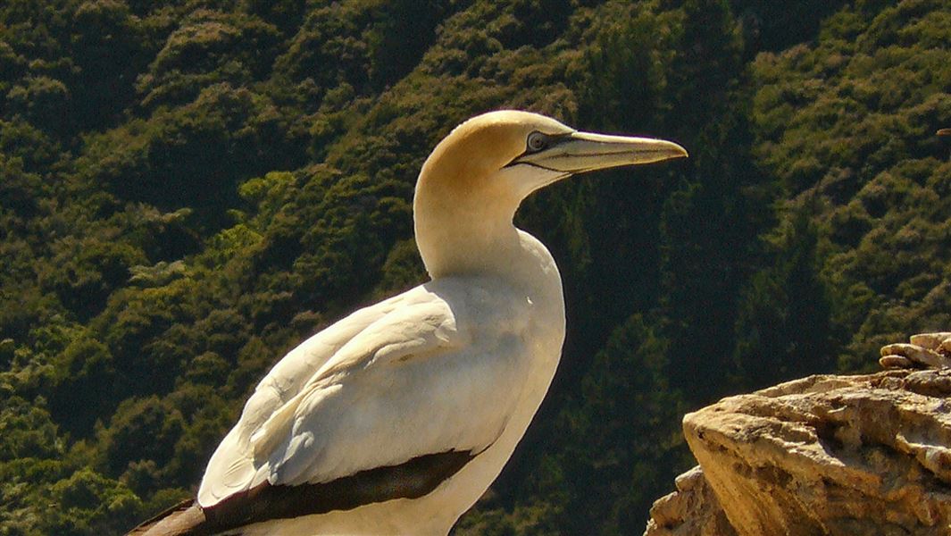 A close up of a white bird with a yellow colour head and a blue-ringed eye.