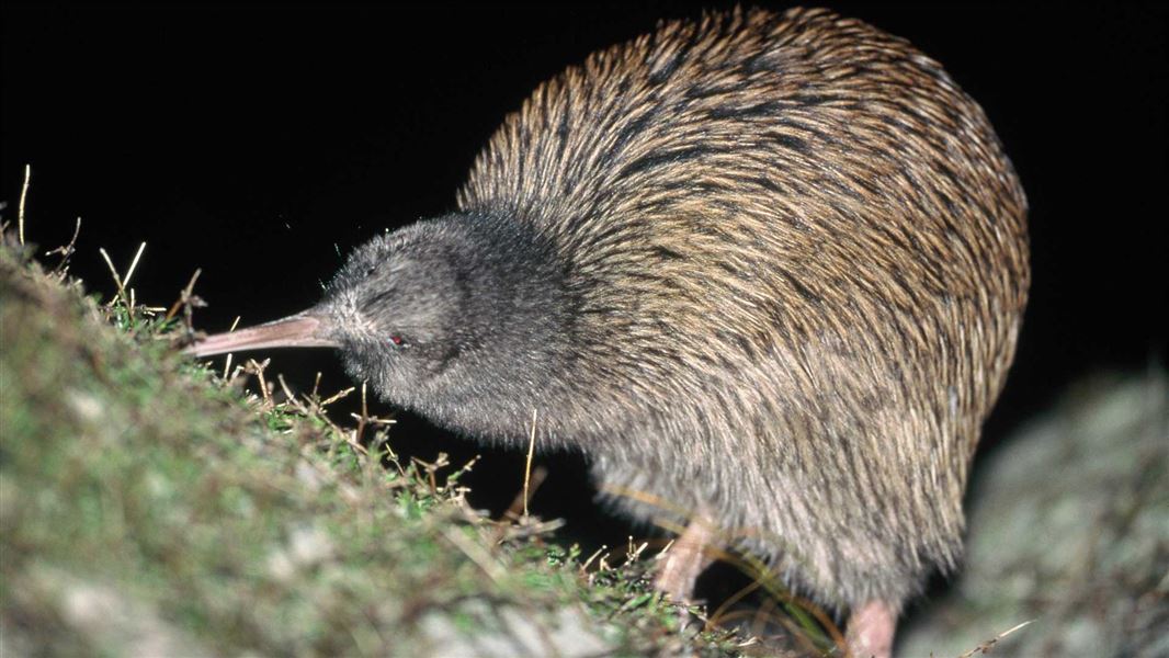 Southern brown kiwi, Ocean Beach