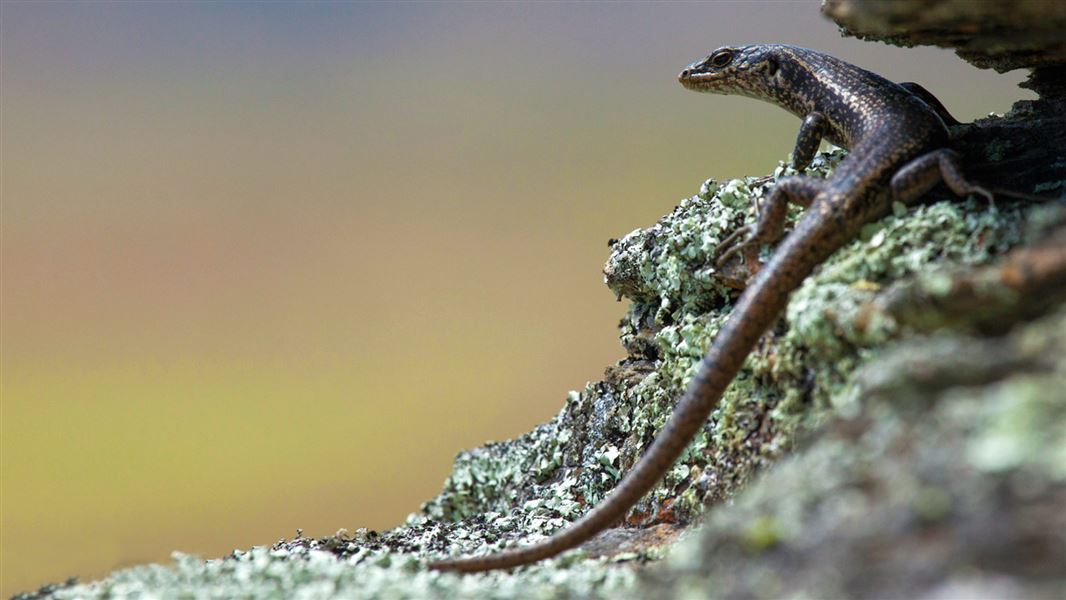 Grand skink.