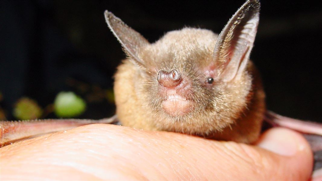 Lesser short-tailed bat. 