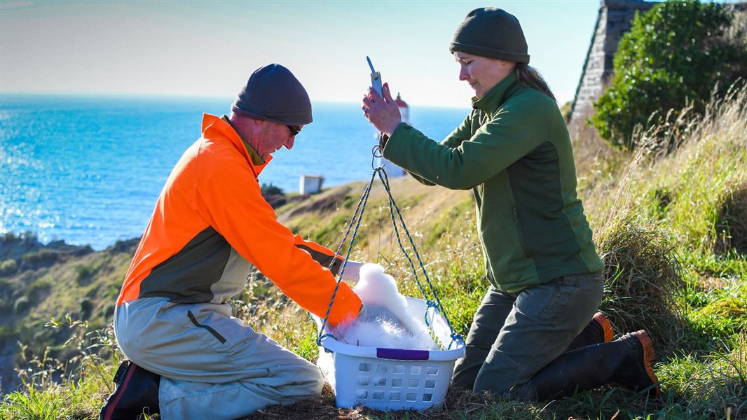 Two rangers place a chick in a plastic basket to use as a weighing tool.