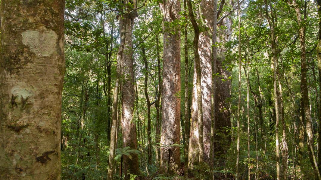 Waipoua Forest. 