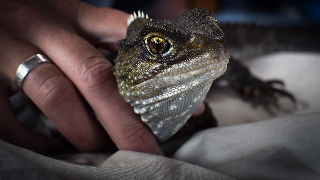 A tuatara being microchipped