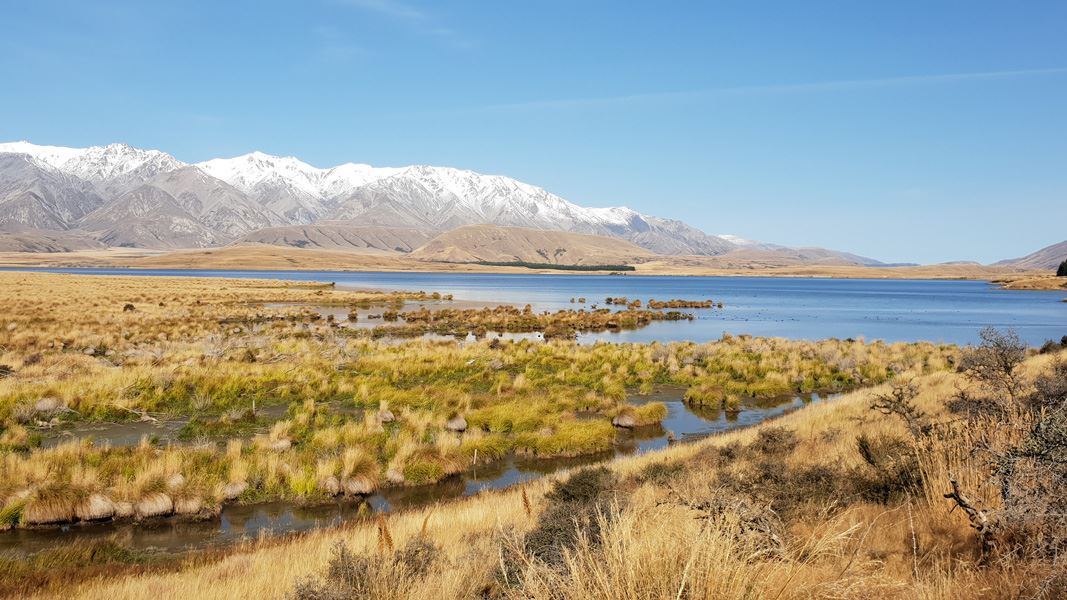 Ōtūwharekai wetland. 