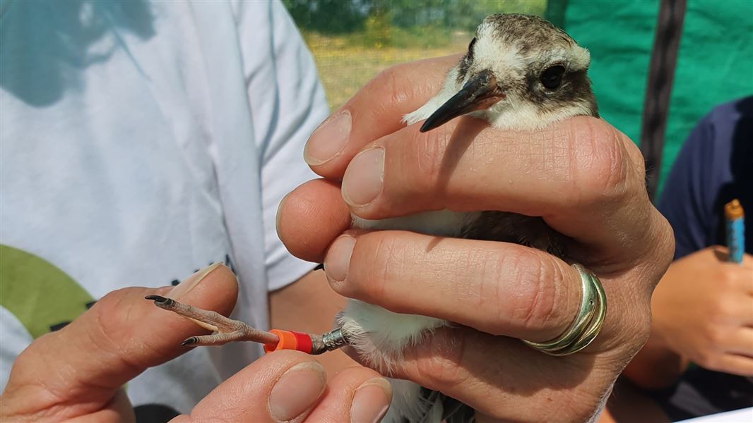 A close up of a shore plover held gently in hand