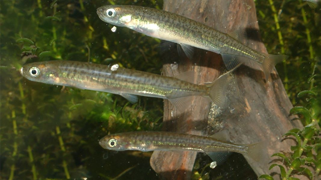 Three whitebait below water