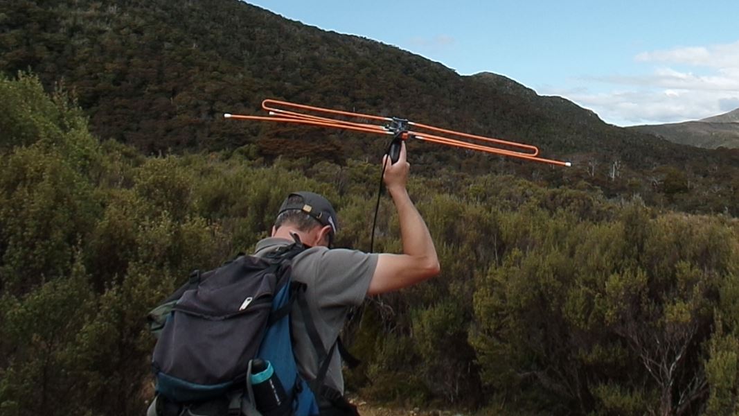 Ranger tracking takahē in bush. 